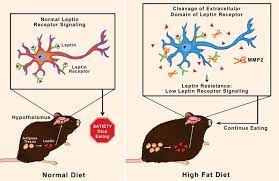 What causes leptin resistance