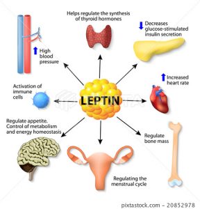 How leptin controls appetite