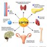 How to Increase Leptin Levels