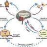 How leptin controls appetite