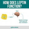How leptin regulates metabolism