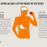 leptin hormone