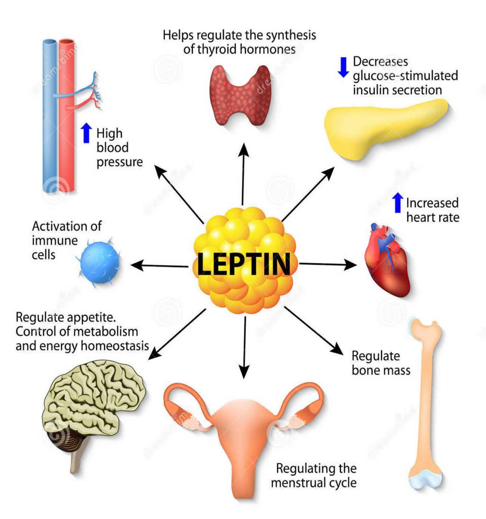 Does LeptIn Burn Fat