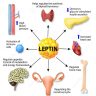 How to Fix Leptin Resistance