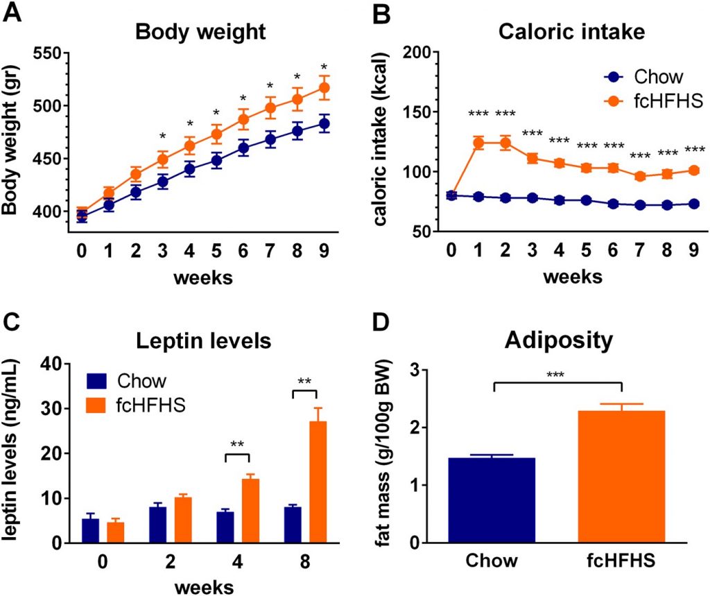 Intermittent Fasting and Leptin Resistance