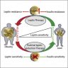 Which Glands Produces Leptin