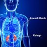 What Are Ghrelin and Leptin