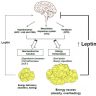 The Leptin Hormone and Its Function