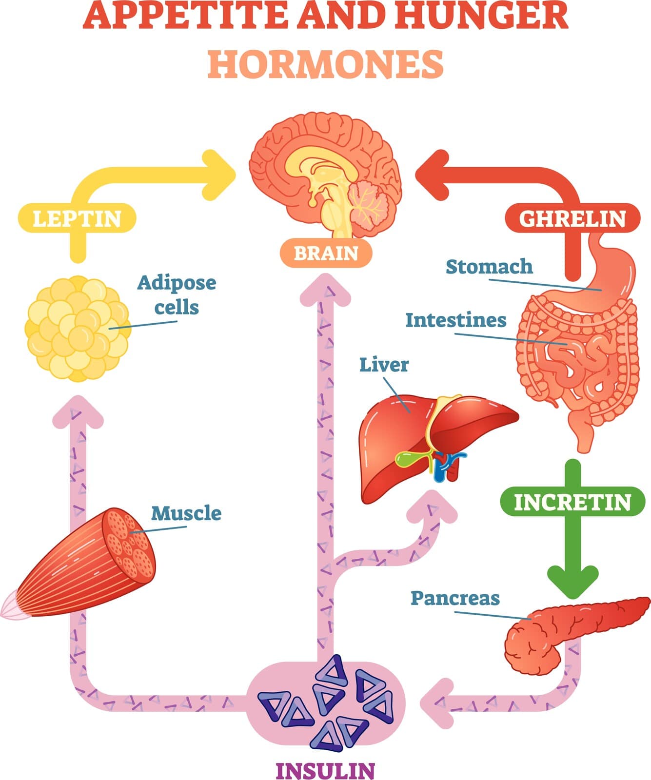 How to Balance Ghrelin and Leptin
