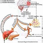 Leptin and Insulin Levels