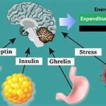 Leptin and Insulin Levels
